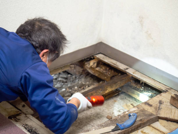 Best Residential Mold Removal  in Palm Desert, CA