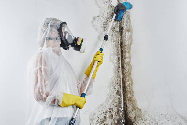 Mold Removal Process in Palm Desert, CA