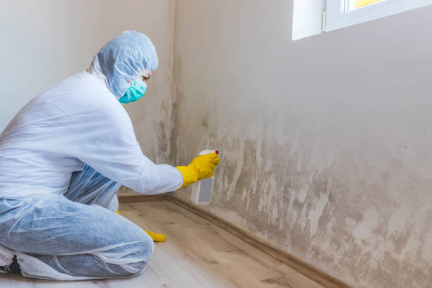 Best Mold Removal Process  in Palm Desert, CA