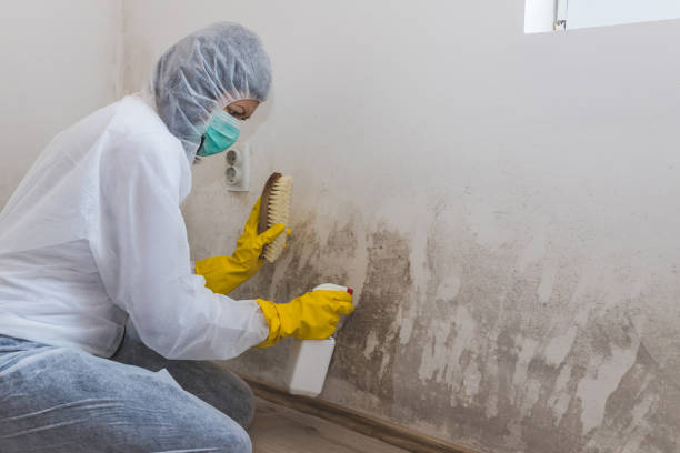 Best Mold Remediation  in Palm Desert, CA
