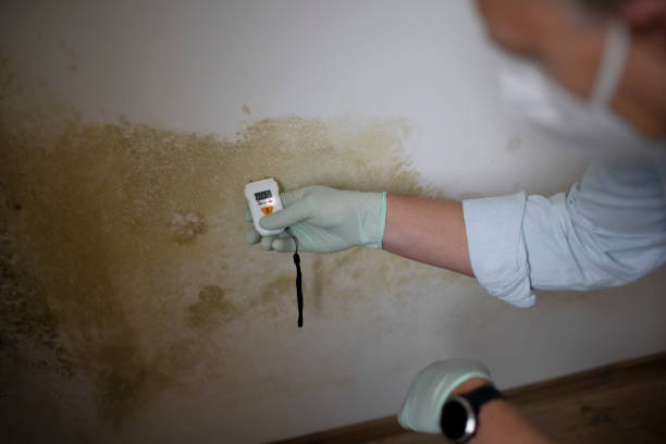 Best Crawl Space Mold Removal  in Palm Desert, CA