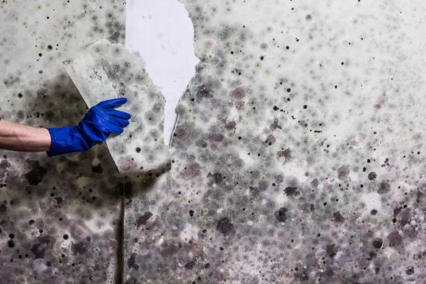 Professional Mold Removal in Palm Desert, CA